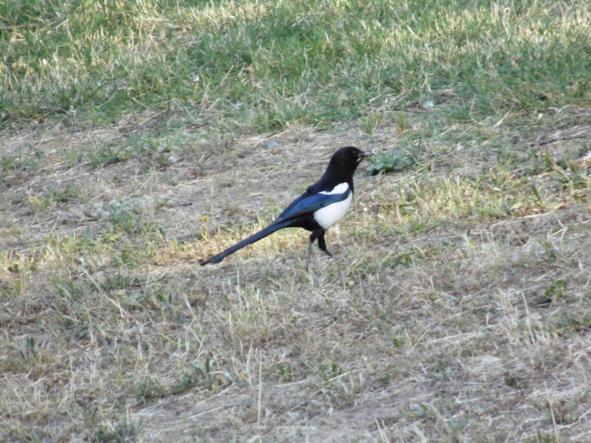 Алаг шаазгай - ML239978921