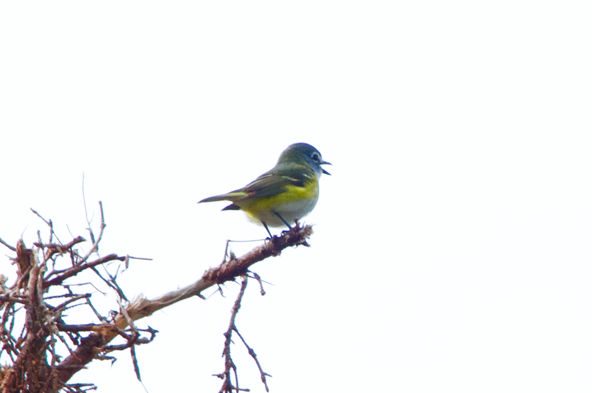 Blue-headed Vireo - Steven Morris