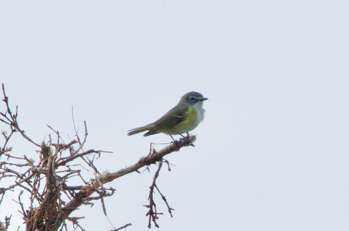 Vireo Solitario - ML239978991