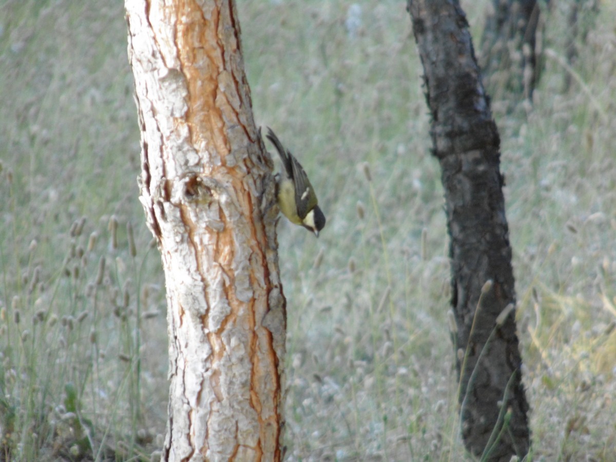 Их хөх бух - ML239979001