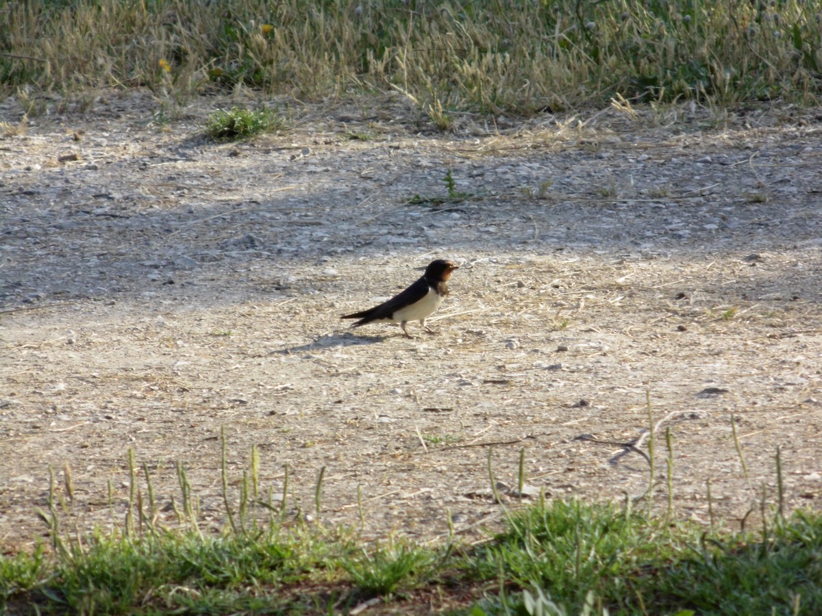 Асрын хараацай - ML239979061