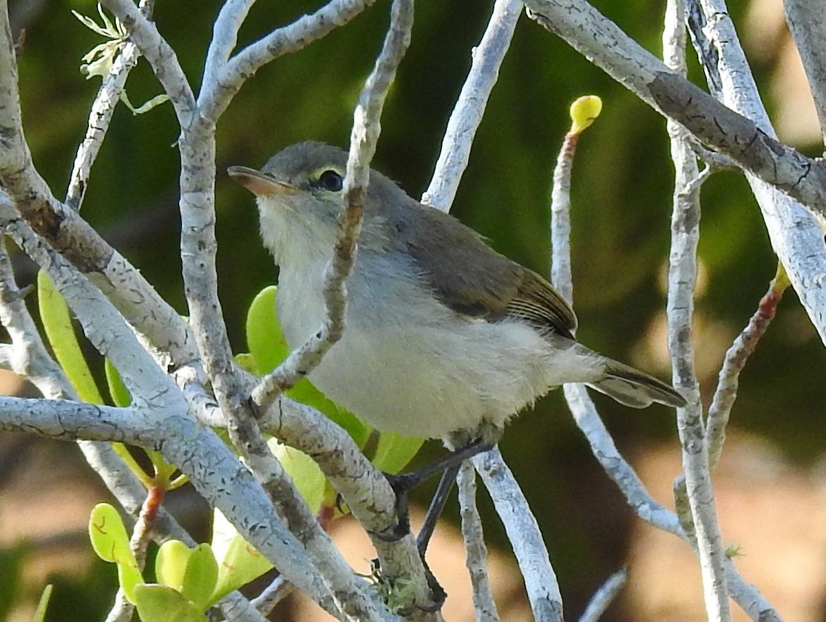 Mangrove Gerygone - ML239979071