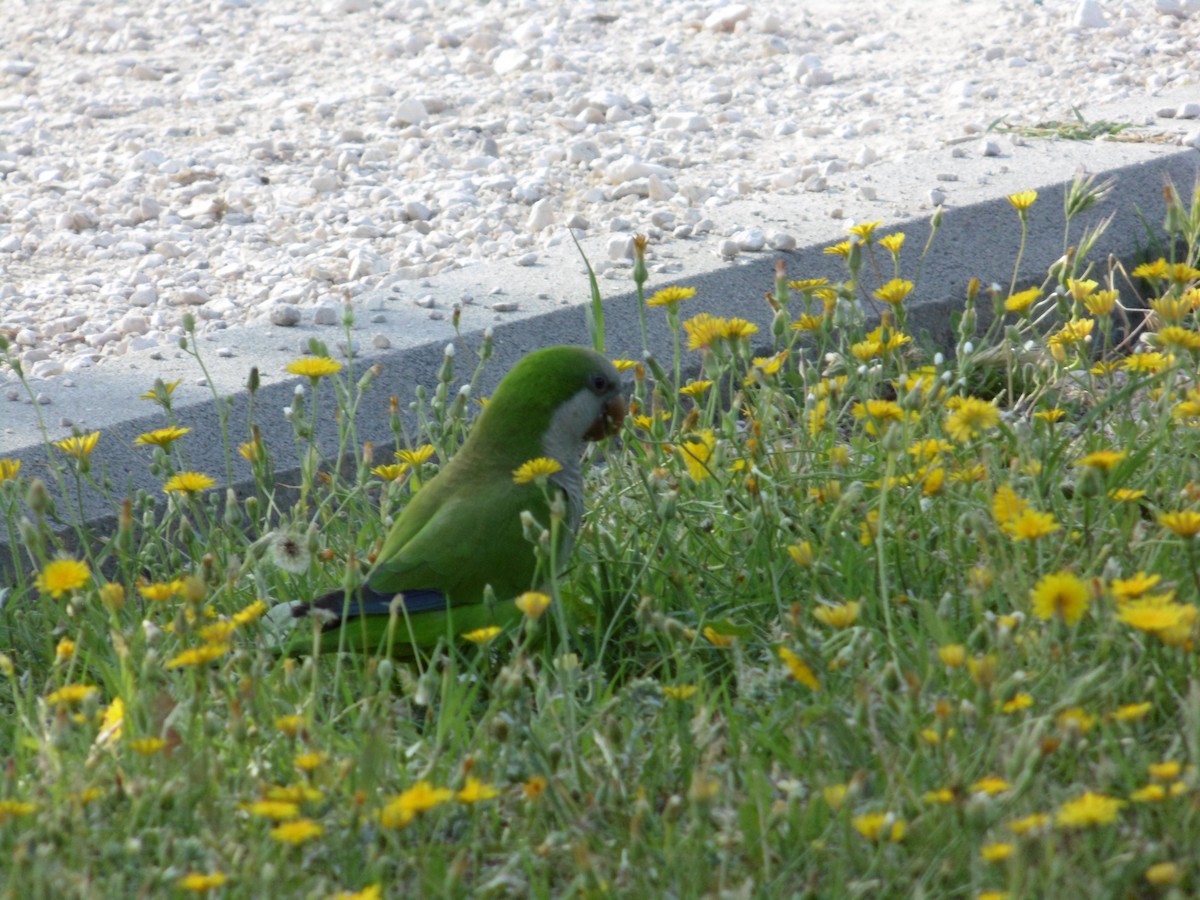 Monk Parakeet - ML239979171
