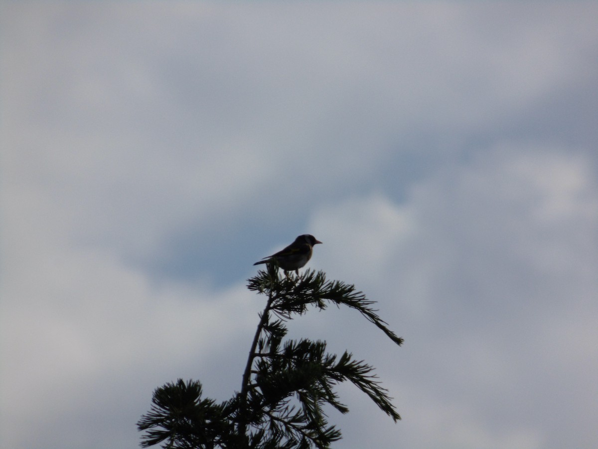 Бор бужирга - ML239979211