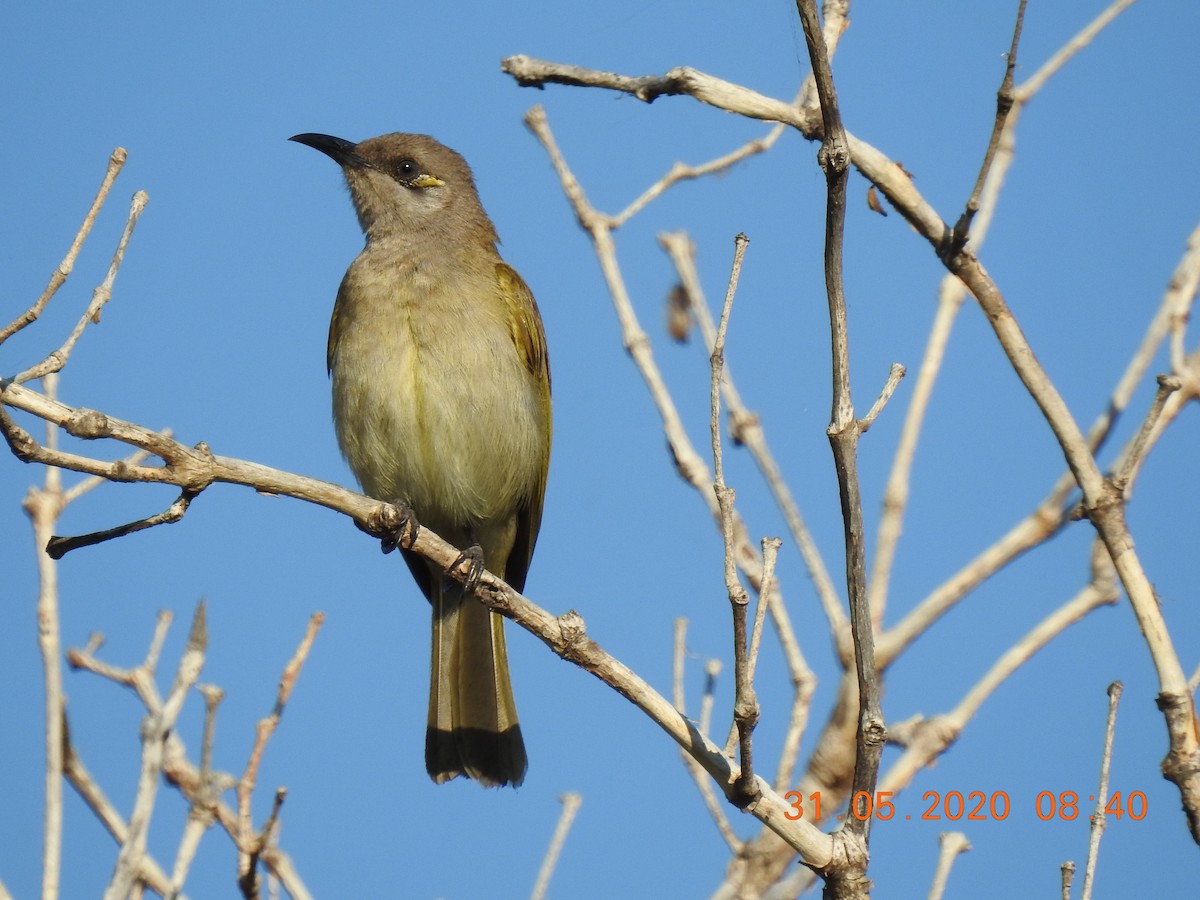 Brown Honeyeater - ML239979241