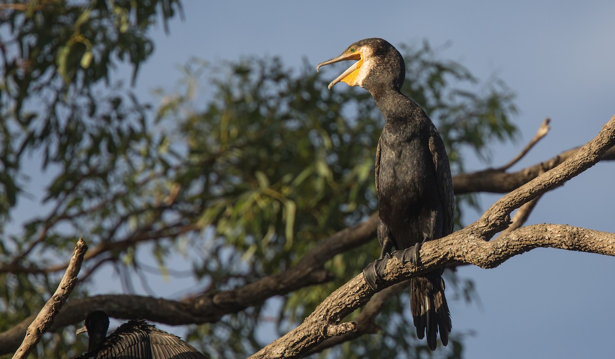 Great Cormorant - Geoff Dennis