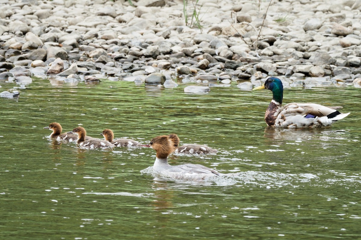 Common Merganser - ML239982001