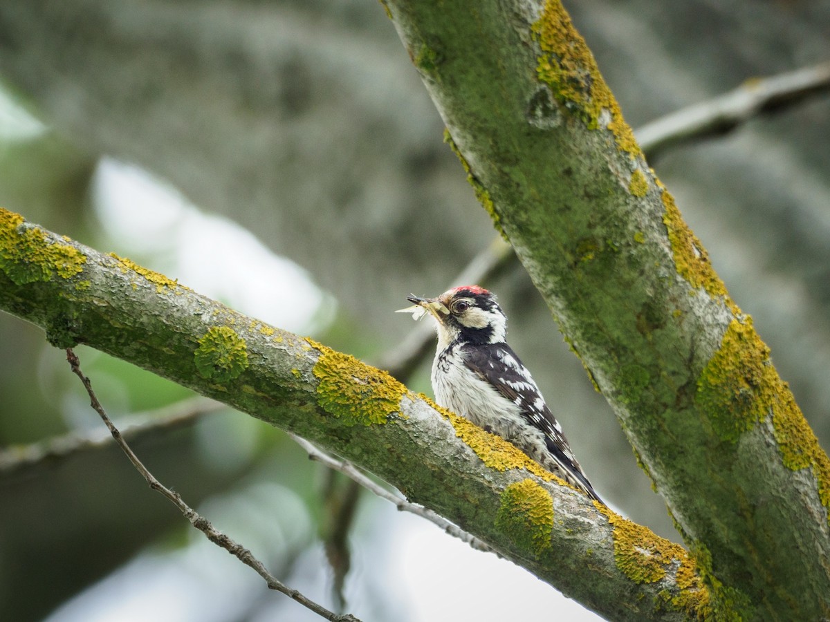Lesser Spotted Woodpecker - ML239982051
