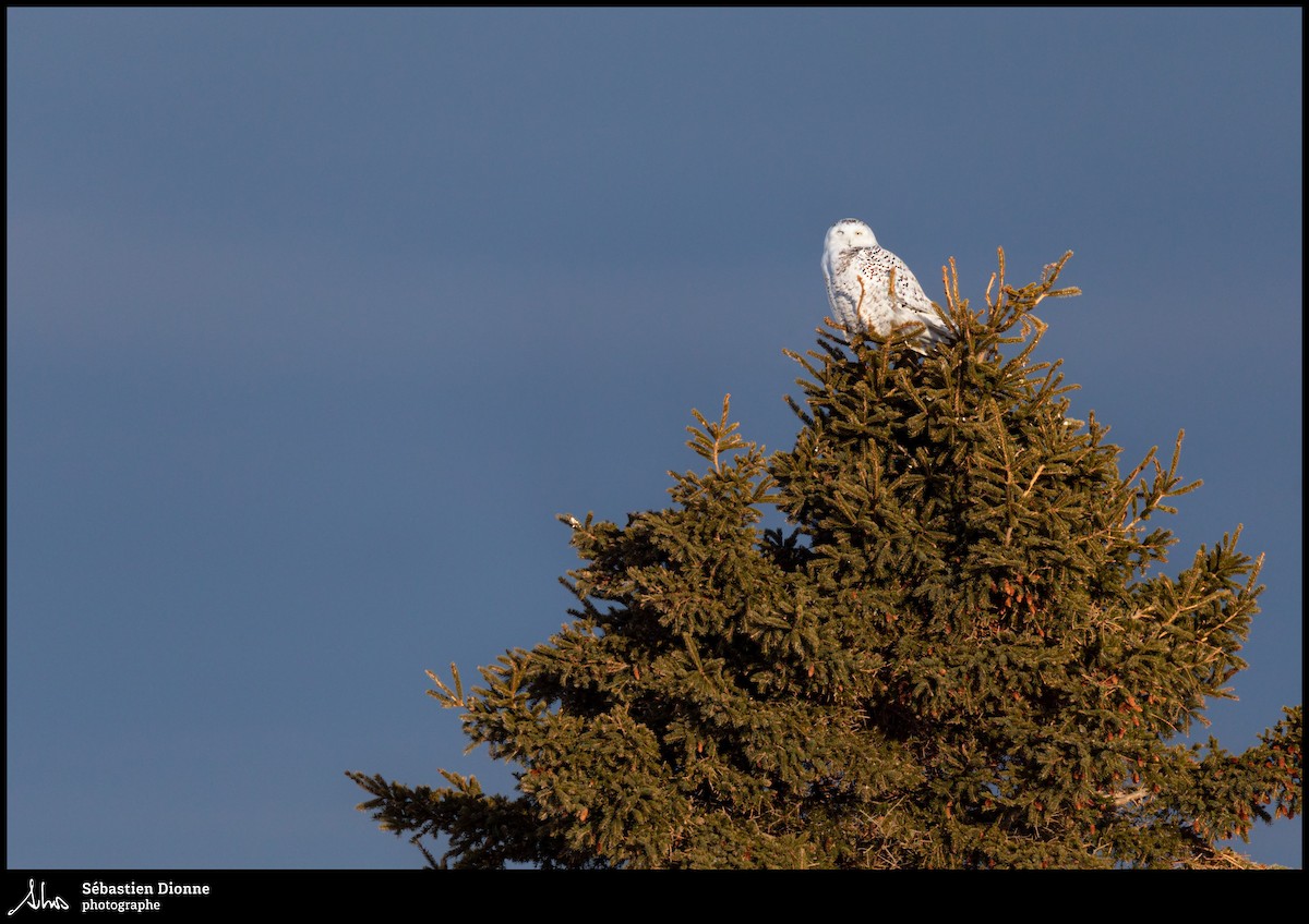 Snowy Owl - ML239984161