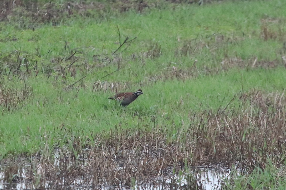 Northern Bobwhite - ML239984211