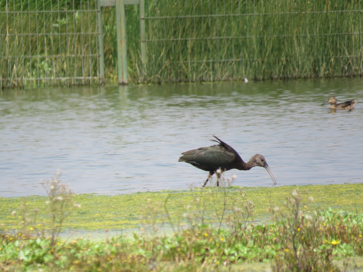 White-faced Ibis - ML23998461