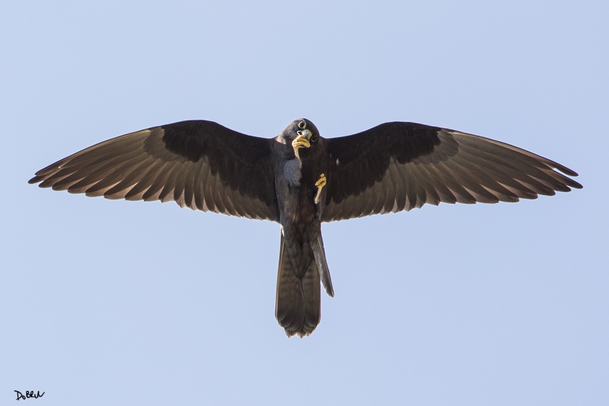 Eleonora's Falcon - Dobrin Botev