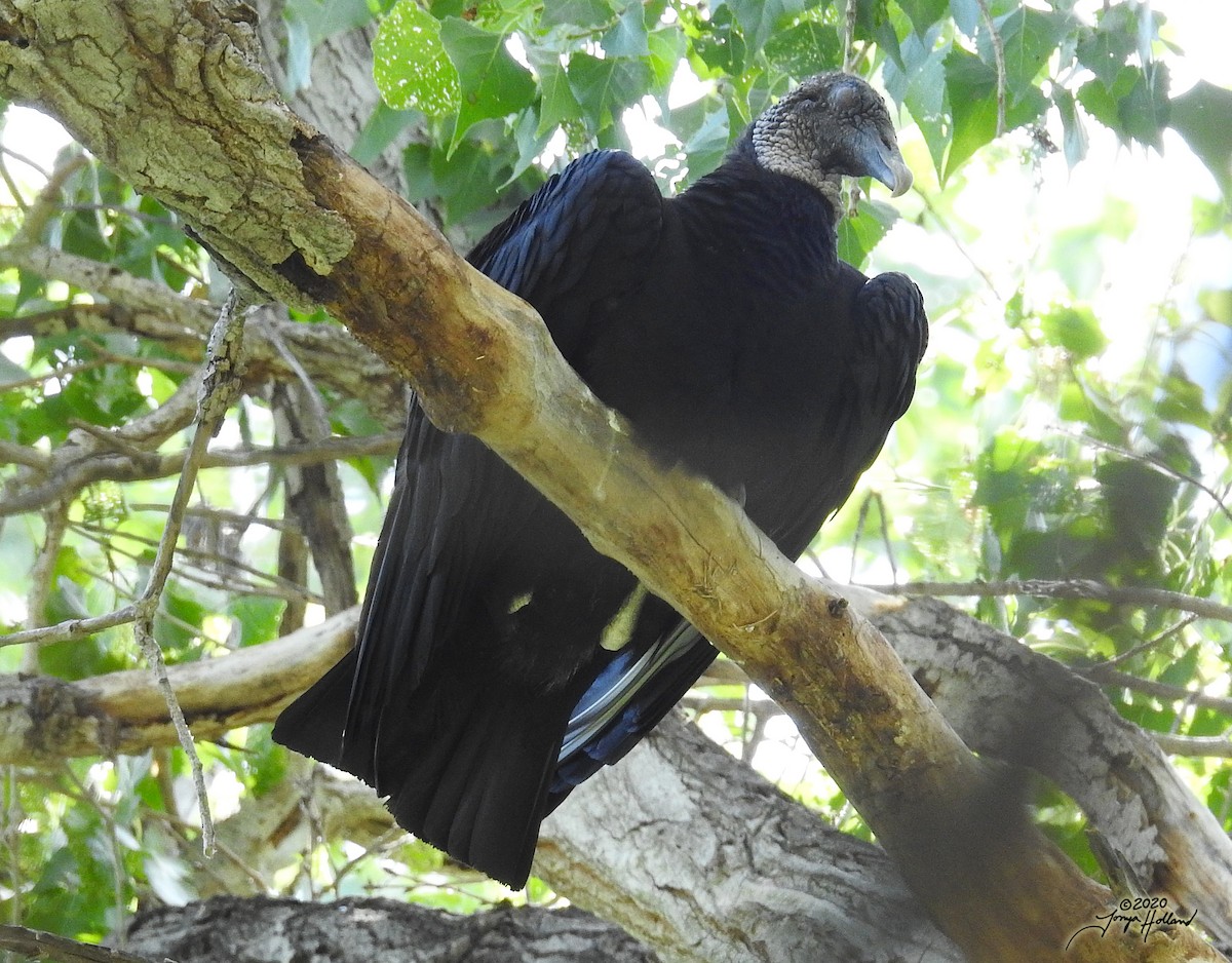 Black Vulture - Tonya Holland