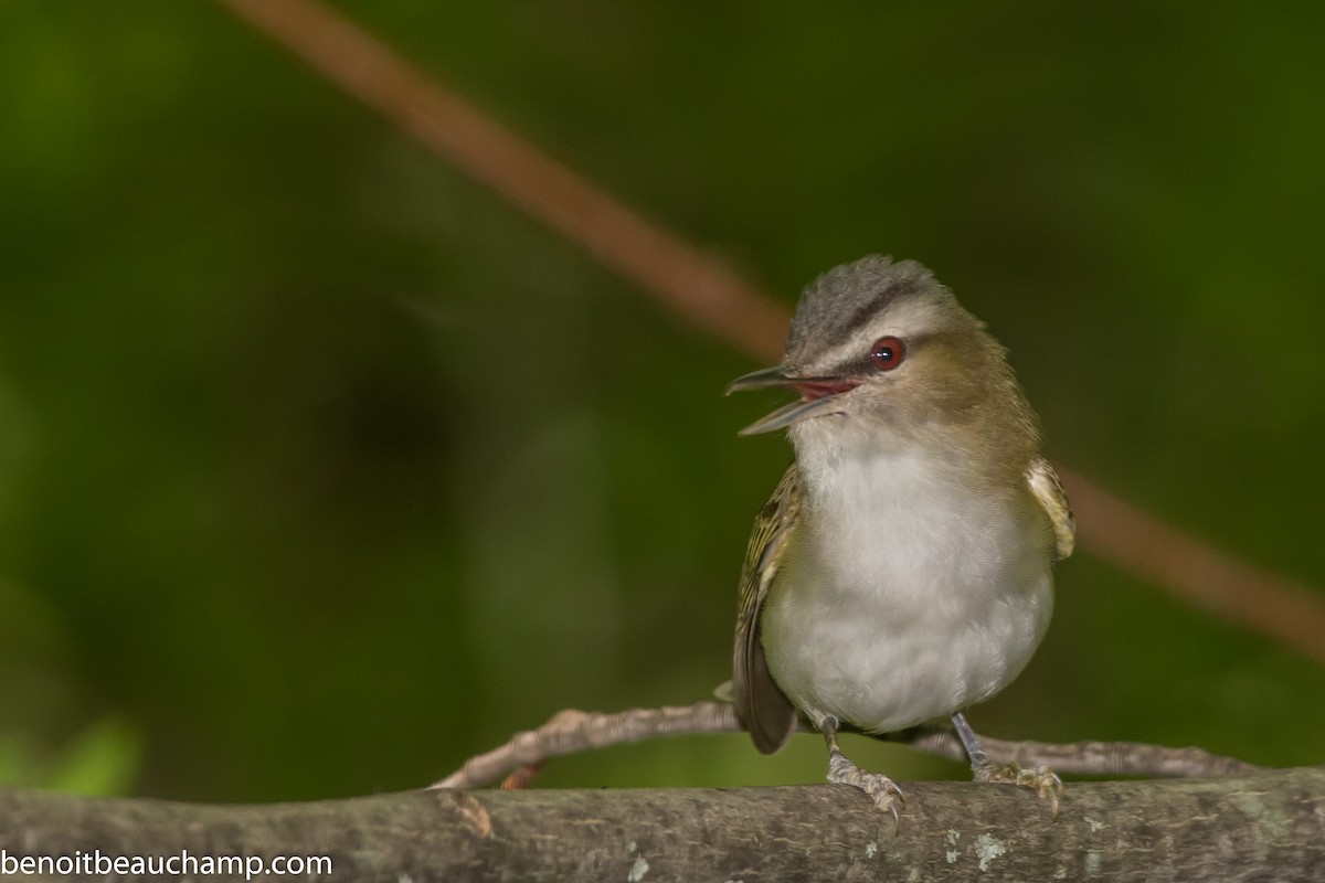 Red-eyed Vireo - ML239985921