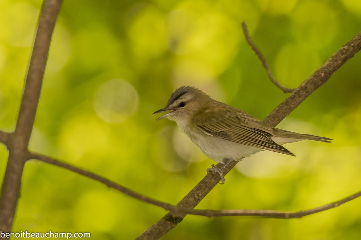 Red-eyed Vireo - ML239985961