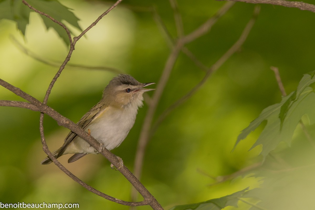 Red-eyed Vireo - Benoit Beauchamp