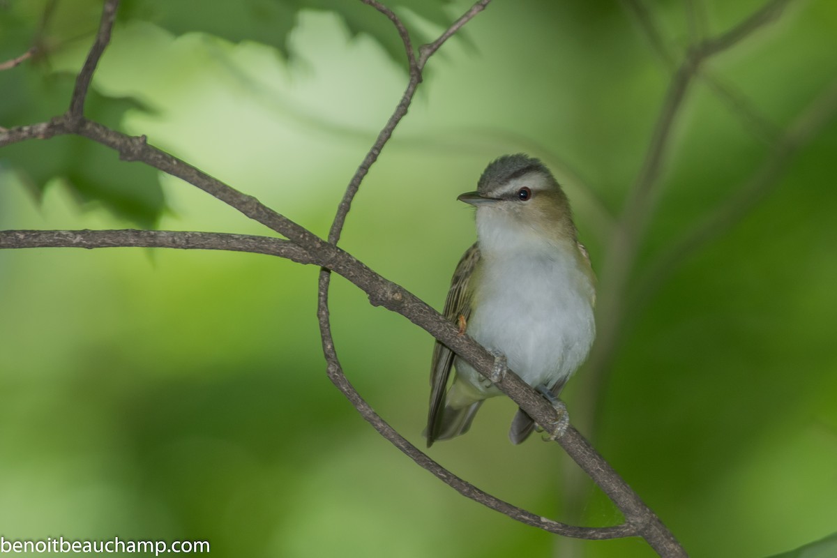 Red-eyed Vireo - ML239986001