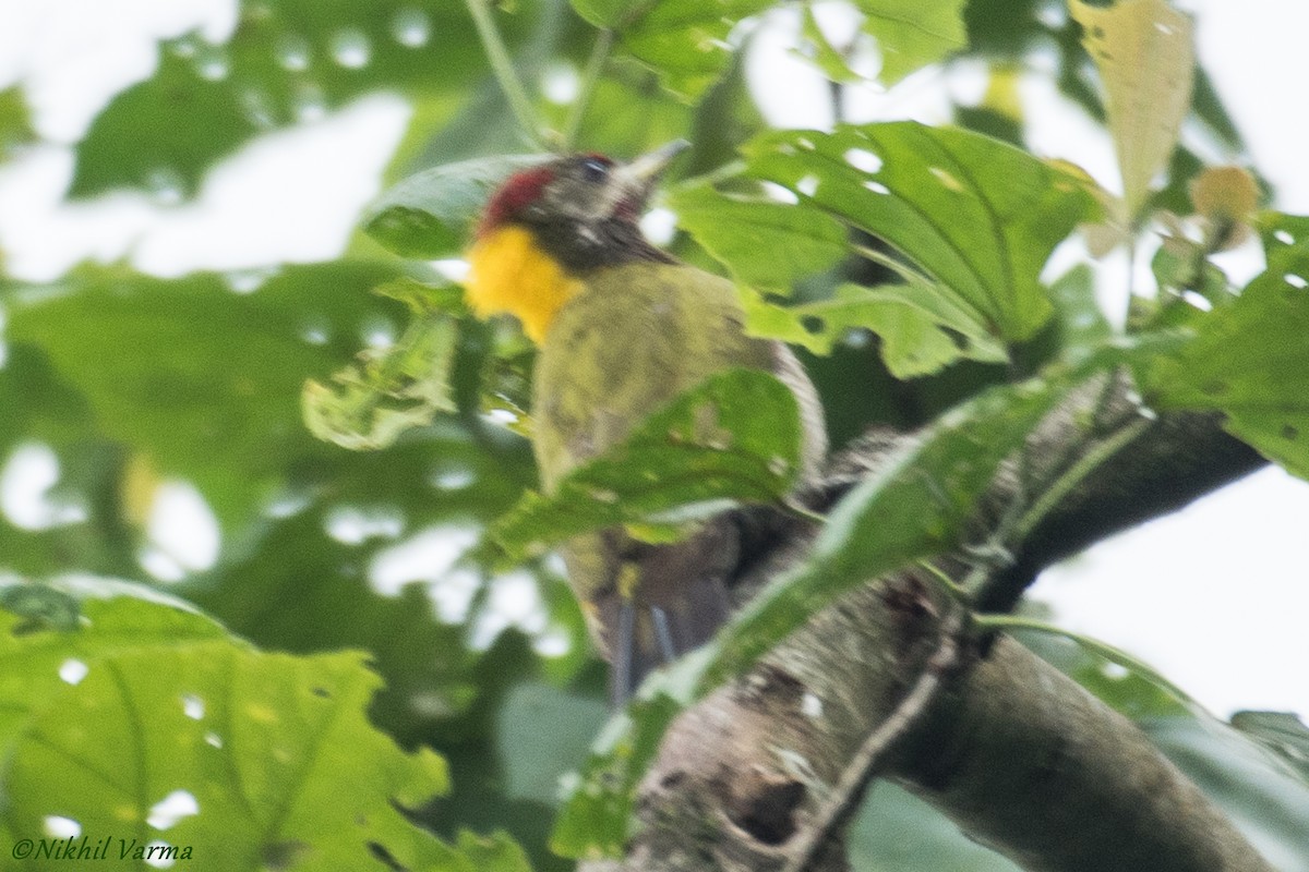 Lesser Yellownape - ML239986561