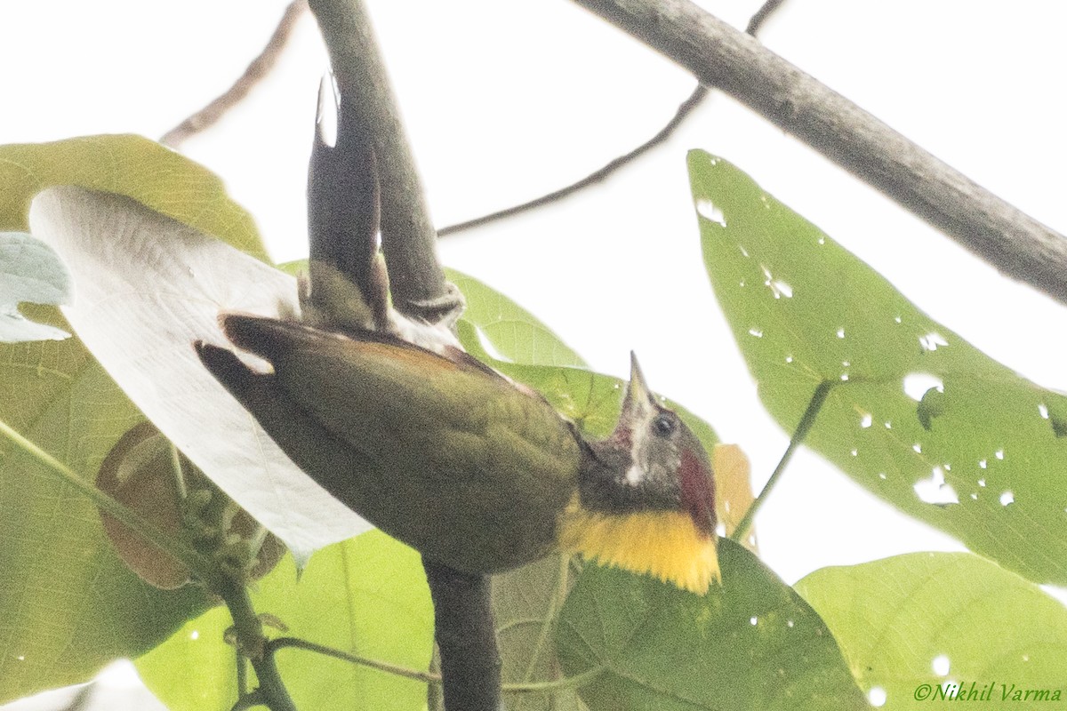 Lesser Yellownape - ML239986571