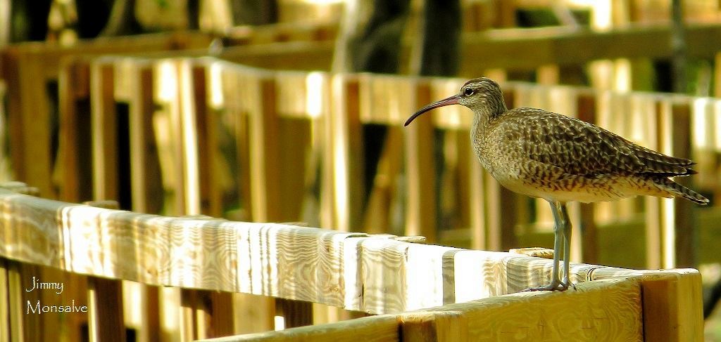 Whimbrel - ML239987001