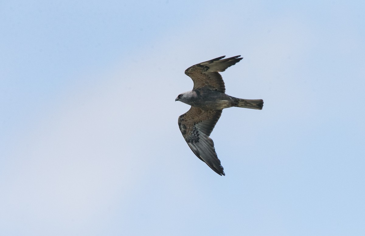 Mississippi Kite - Brandon Holden