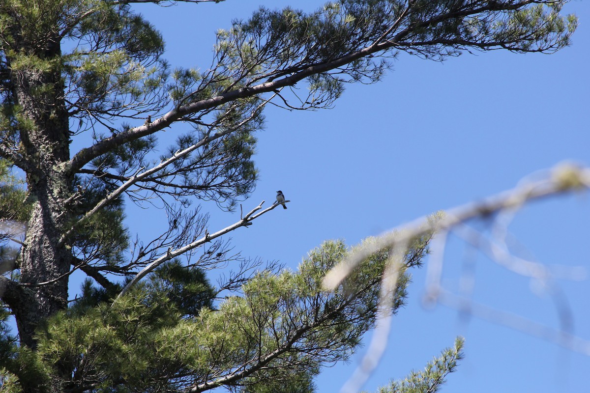 Eastern Kingbird - ML239988581