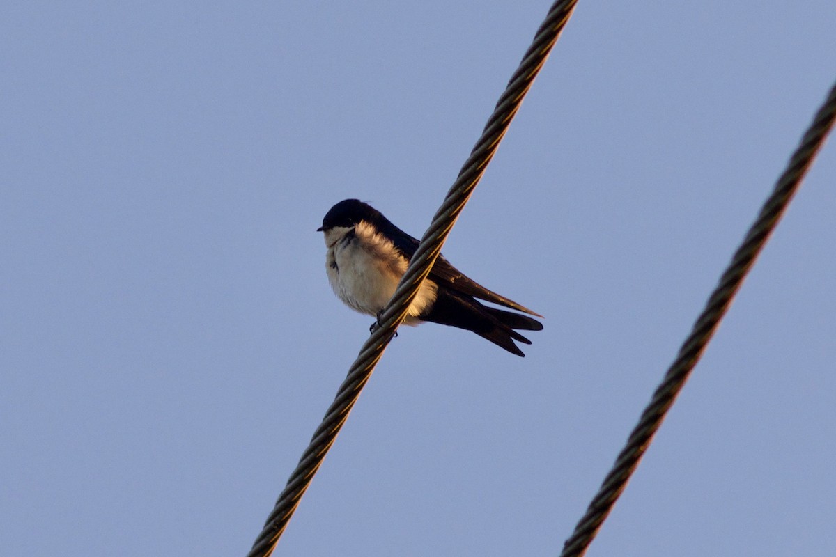 Blue-and-white Swallow - ML239989091
