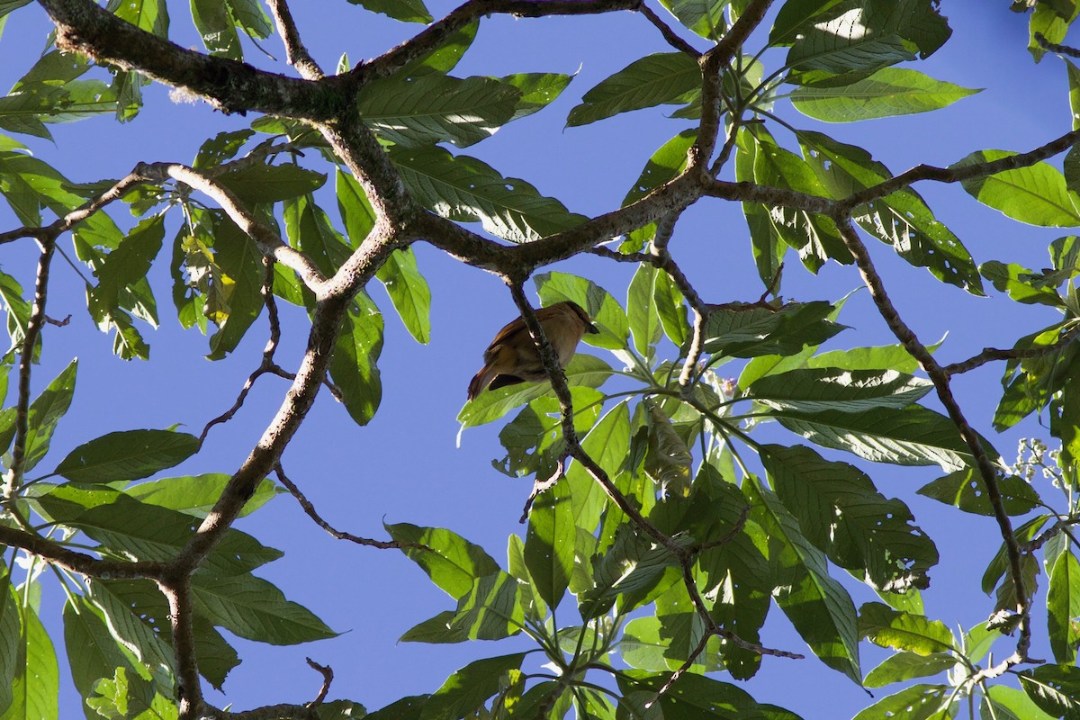 Brown Tanager - ML239989151