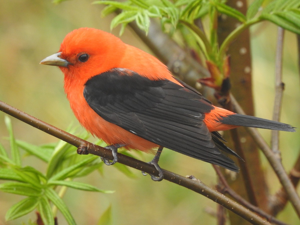 piranga šarlatová - ML239989181