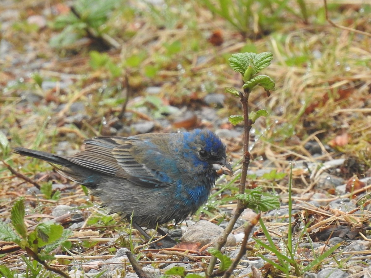 papežík indigový - ML239989261