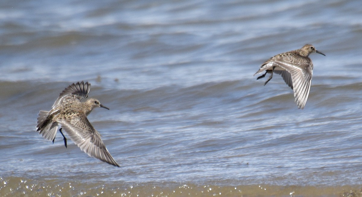 Baird's Sandpiper - ML239989571