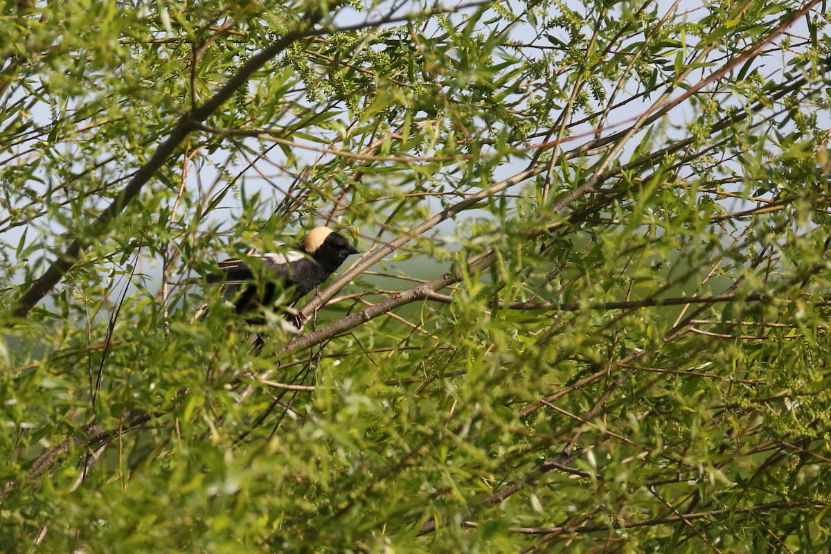 Bobolink - ML239990241