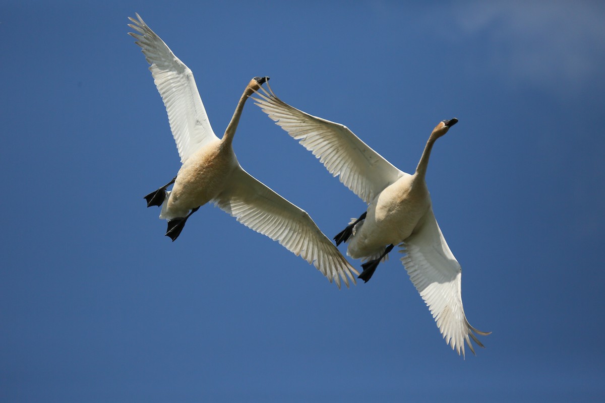 Trumpeter Swan - ML239991901