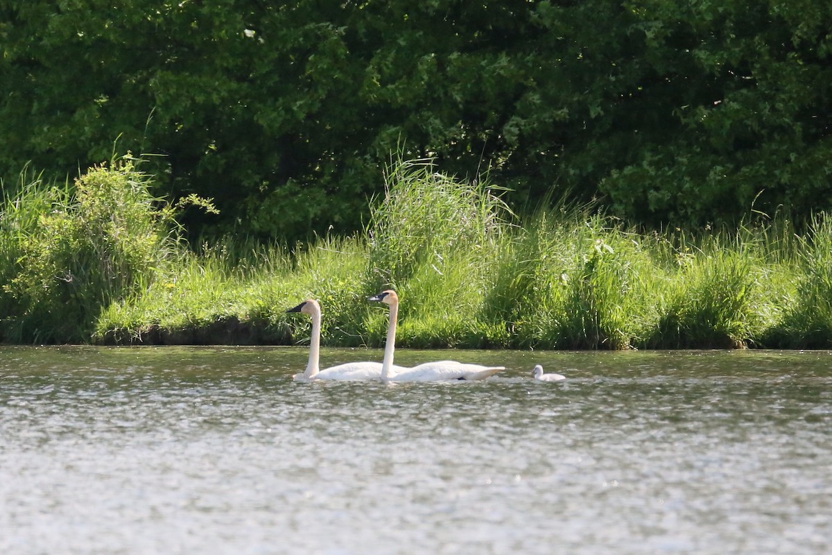 Trumpeter Swan - ML239991981