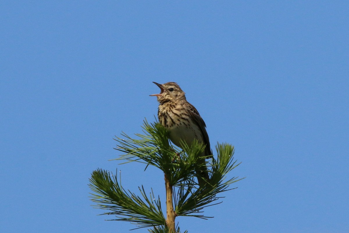 Tree Pipit - ML239992021