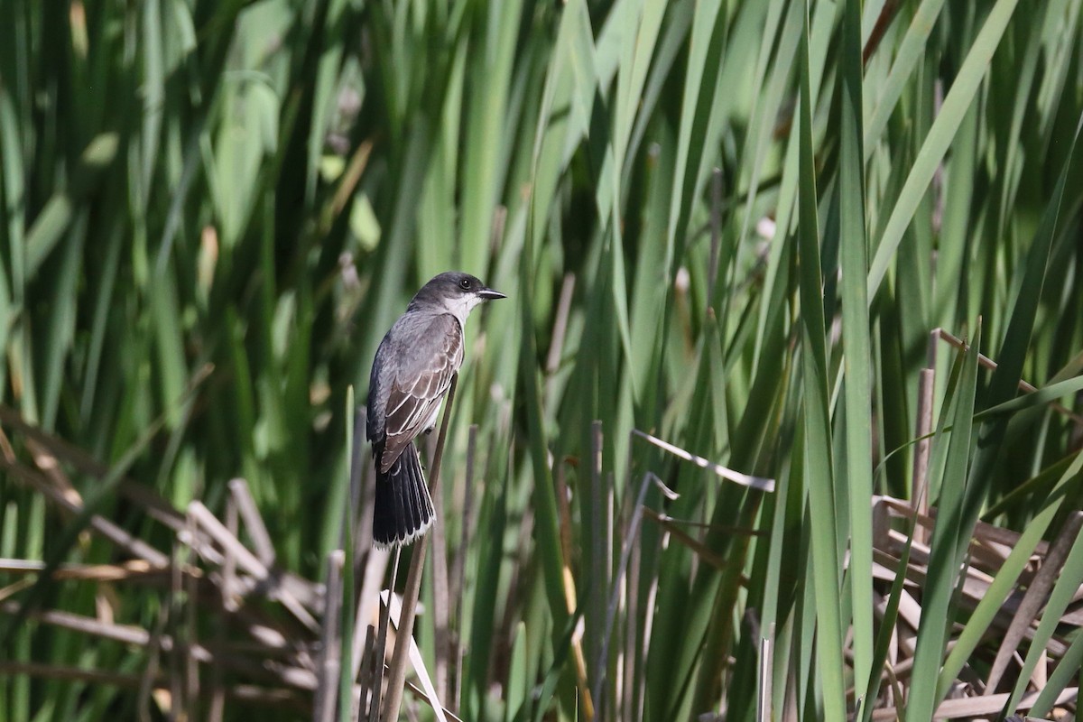 Eastern Kingbird - ML239992111