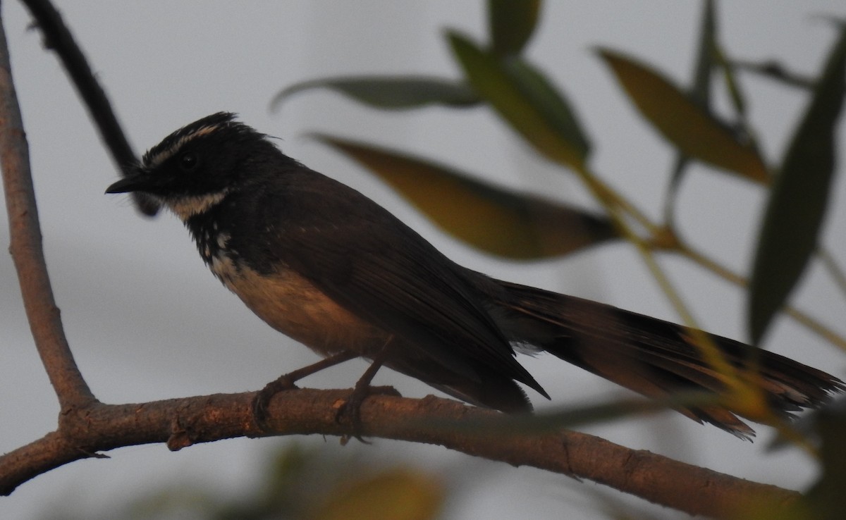 Spot-breasted Fantail - ML239993351