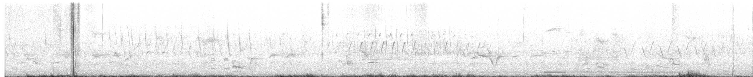 chřástal tmavý (ssp. jamaicensis/coturniculus) - ML239993521