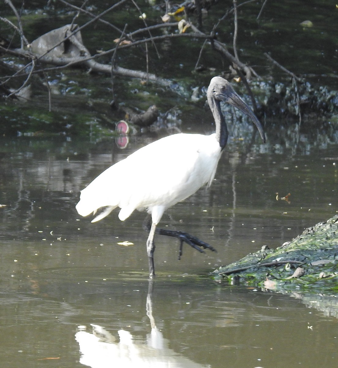 ibis černohlavý - ML239993771
