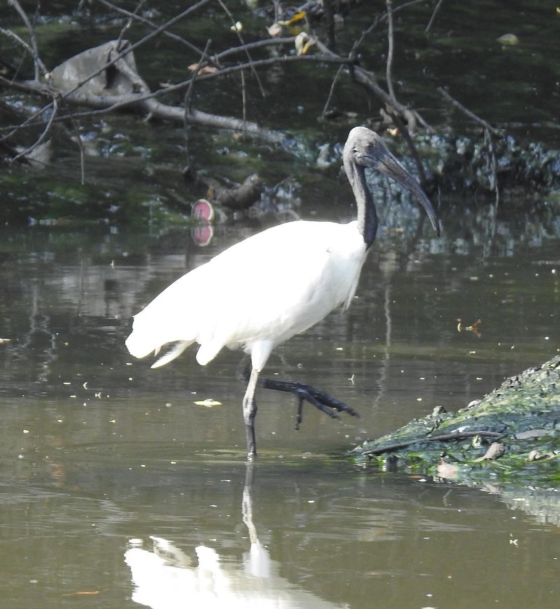 Ibis à tête noire - ML239993771