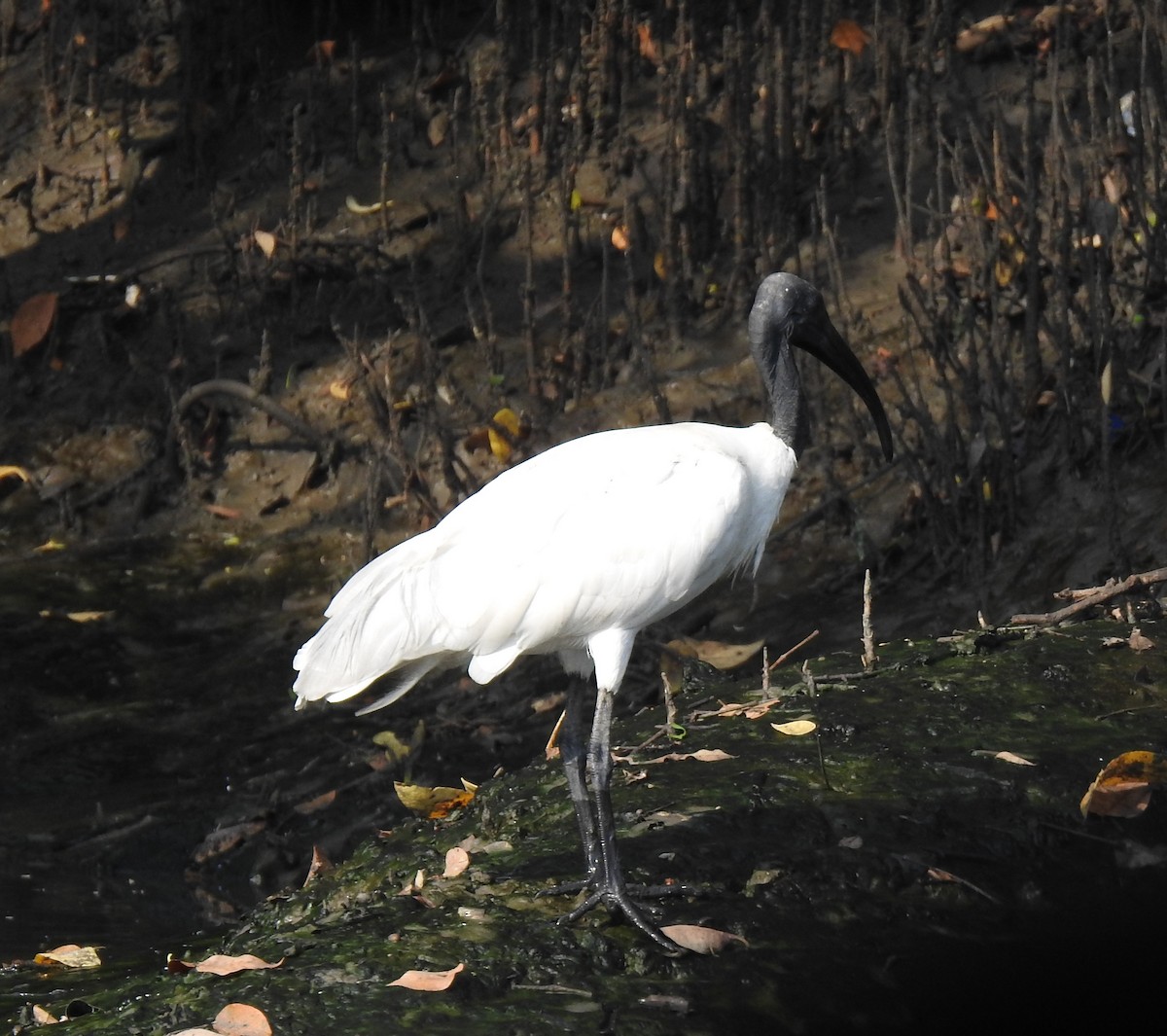 ibis černohlavý - ML239993781