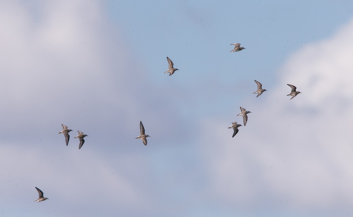 Semipalmated Sandpiper - Brandon Holden