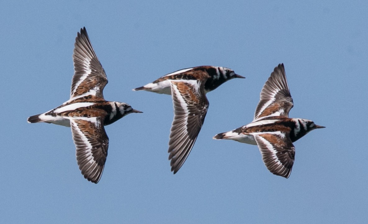 Ruddy Turnstone - Brandon Holden