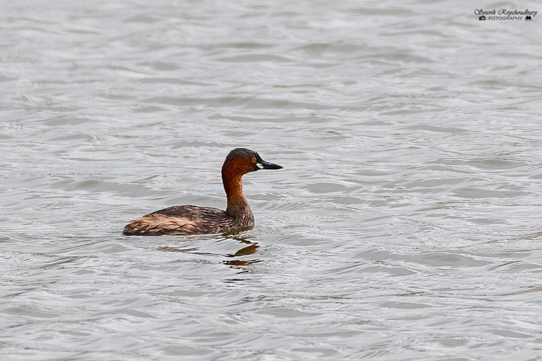 Little Grebe - ML239995131