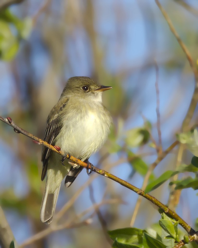 Alder Flycatcher - pierre martin