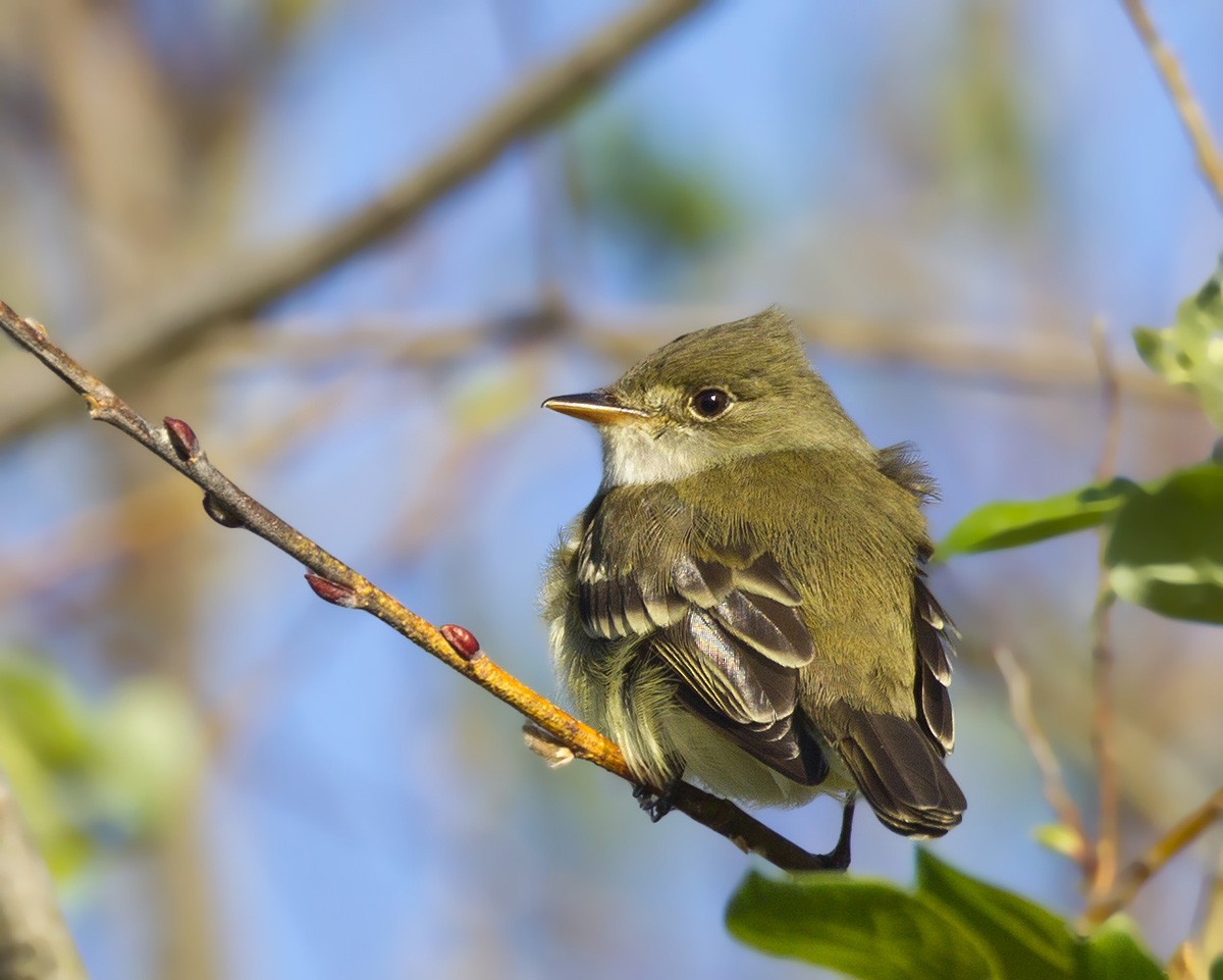 Alder Flycatcher - pierre martin