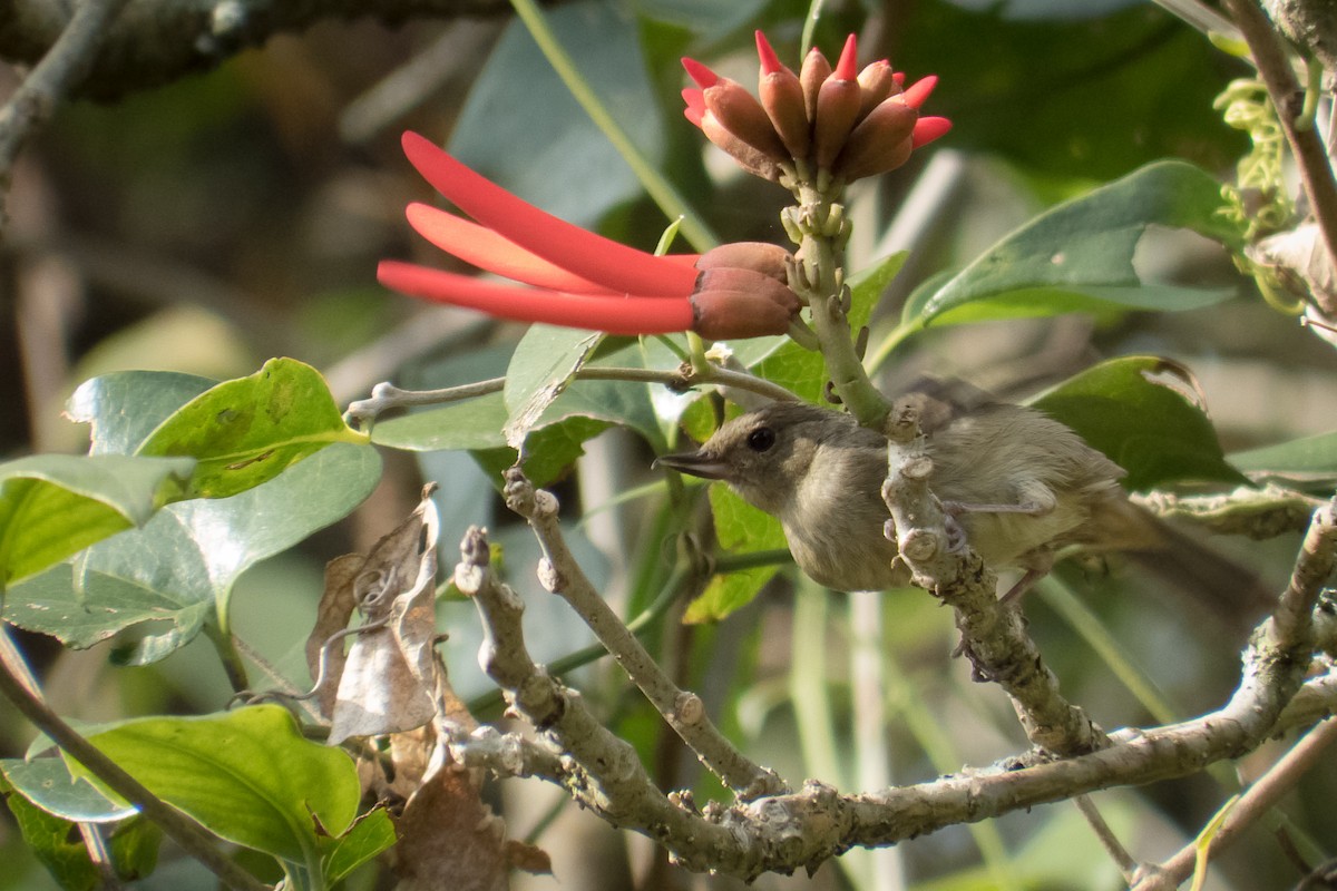 Cinnamon-bellied Flowerpiercer - ML23999531