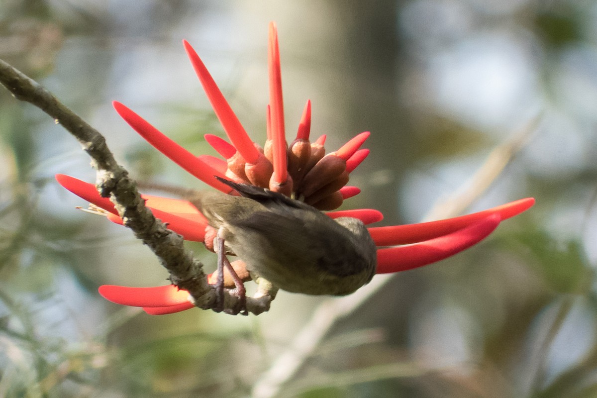 Cinnamon-bellied Flowerpiercer - ML23999541