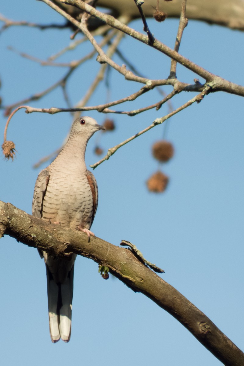 Inca Dove - ML23999581