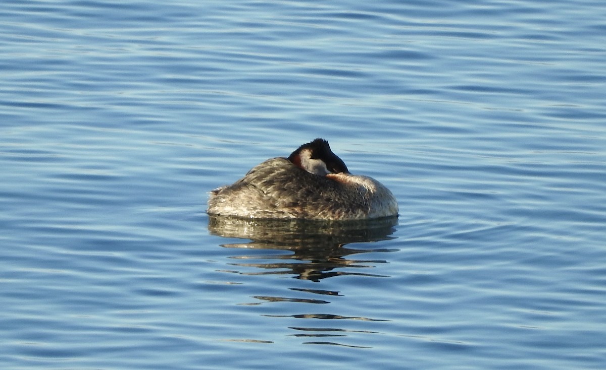 Red-necked Grebe - Noam Markus